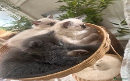 Ragdoll cats for sale: Beautiful Ragdoll kittens  - Image 8