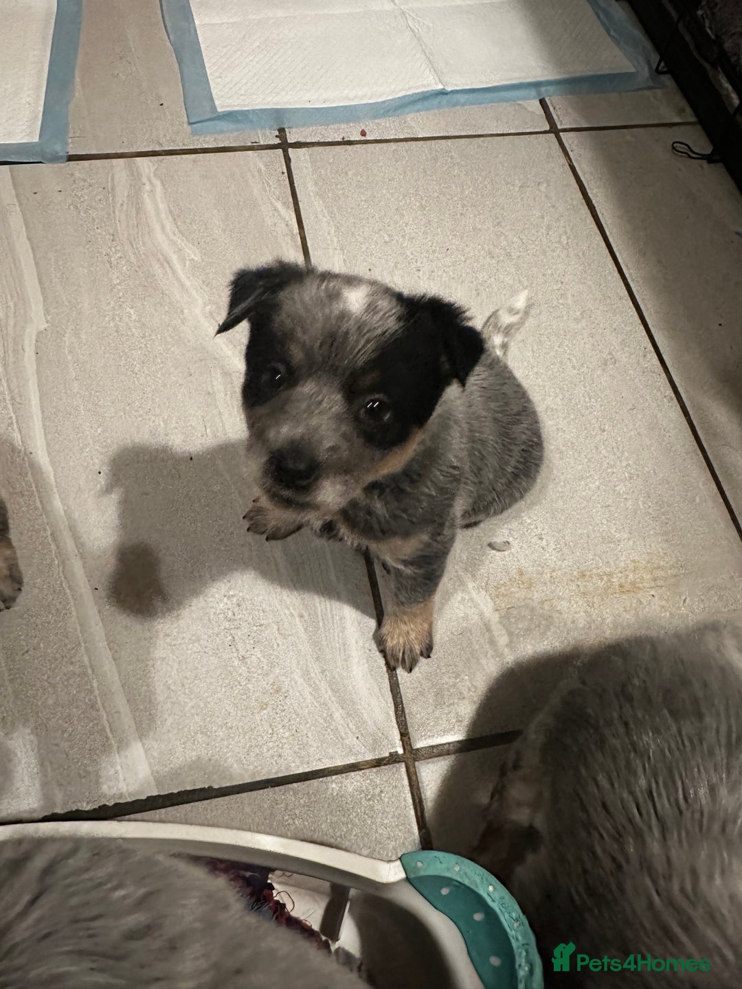 Australian Cattle Dog dogs for sale: Absolutely stunning litter!! - Advert 17