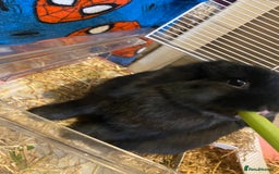 Mini Lop rabbits for sale: Mini lop - Image 6