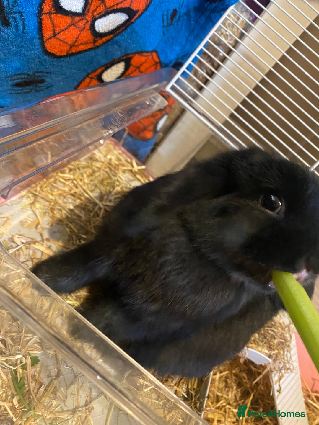 Mini Lop rabbits for sale: Mini lop - Image 6
