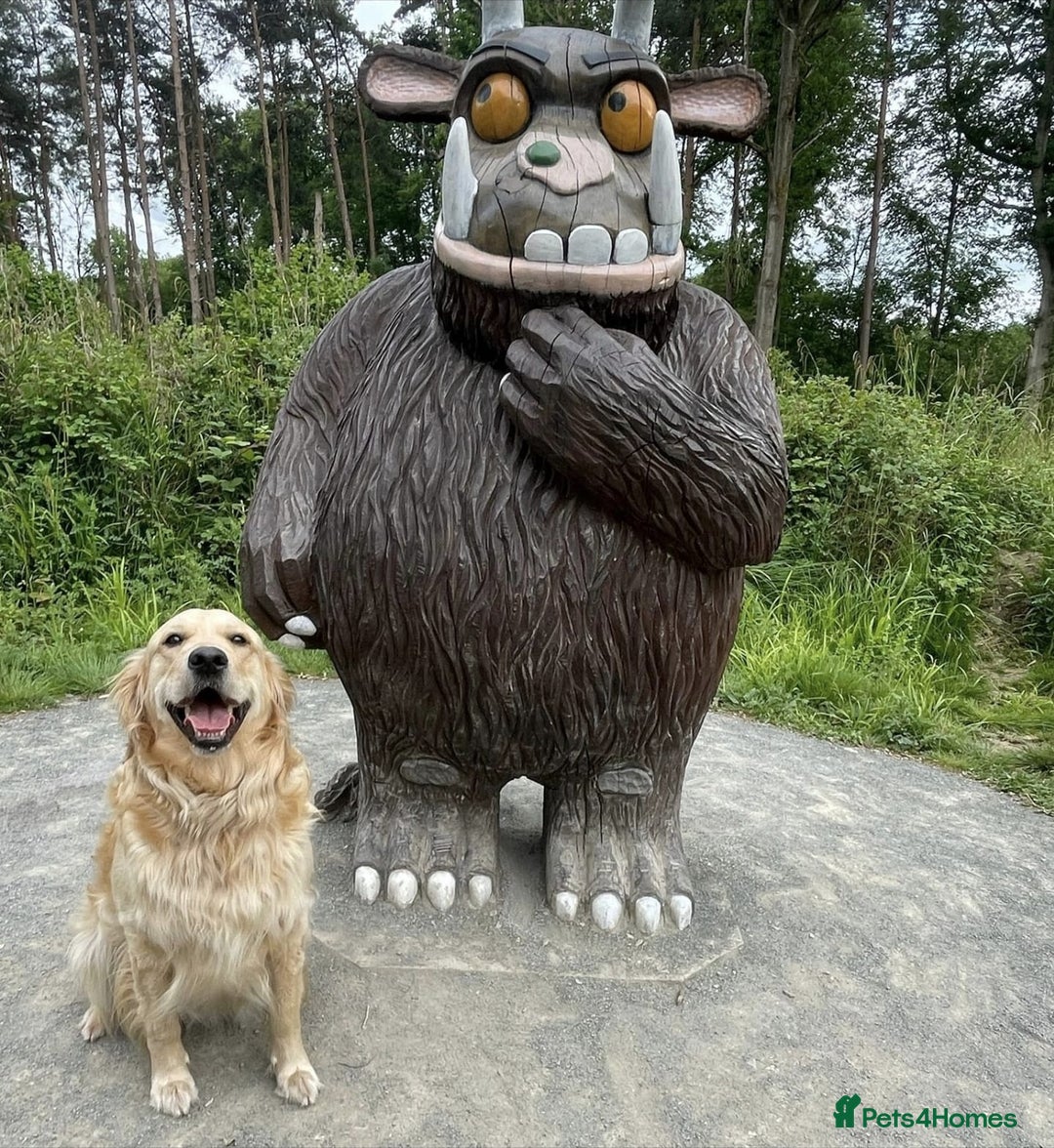 Golden Retriever dogs for sale: KC Golden Retrievers 🧬 Health Tested Parents - Advert 4