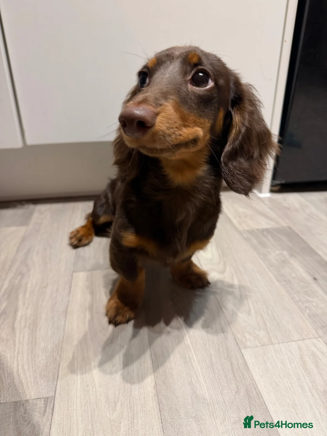 Miniature Dachshund dogs for sale: Beautiful KC Registered Miniature Dachshund Puppy - Advert 1