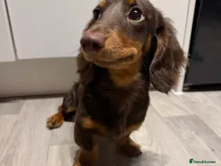 Miniature Dachshund dogs Beautiful KC Registered Miniature Dachshund Puppy - Advert 1