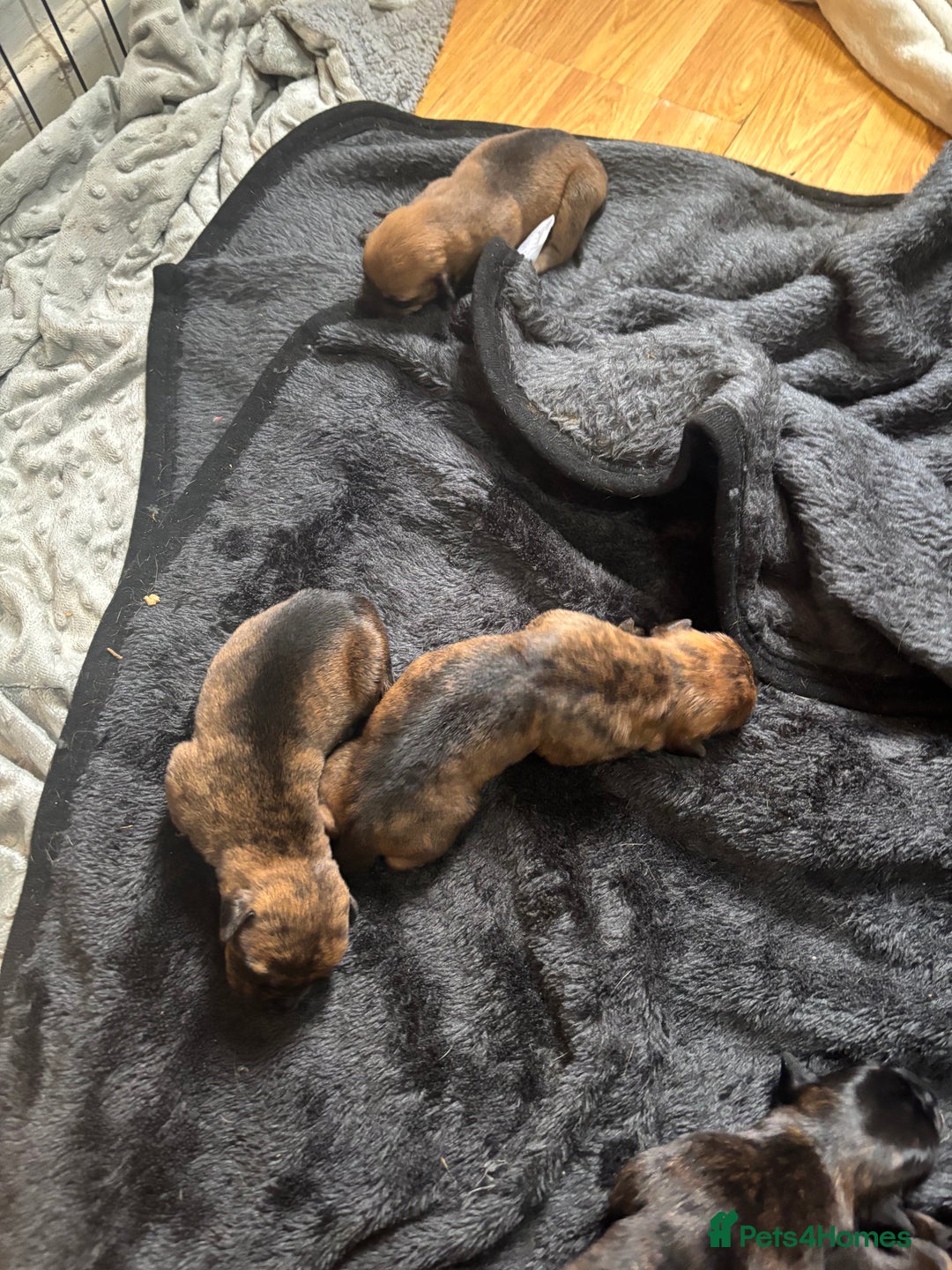 Mixed Breed dogs for sale: Beautiful Rottweiler x bullmastiff puppies - Image 9