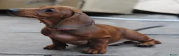 Dachshund dogs for sale: READY NOW Standard smooth haired dachshund  - Advert 10