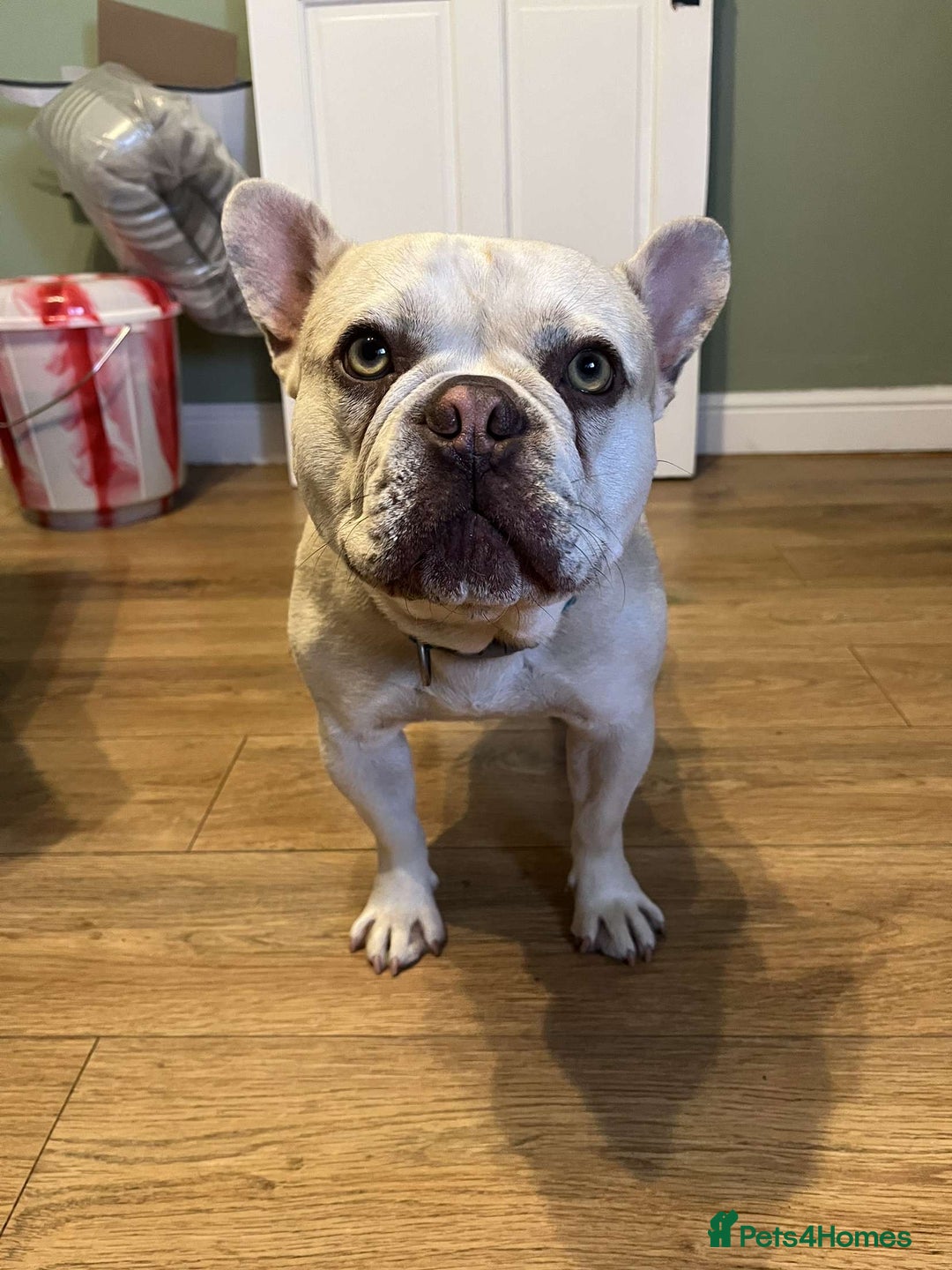 French Bulldog dogs for stud: REGGIE available for stud🔥🔥🔥 in Bradford - Image 4
