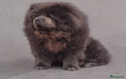 Chow Chow dogs for stud: 💙 Blue Kc teddy face chow chow Stud🔥💙🔥 - Image 1