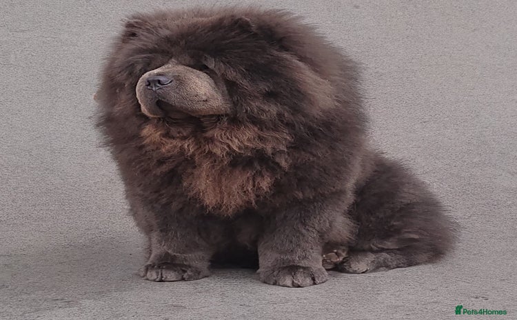 Chow Chow dogs - Advert 3