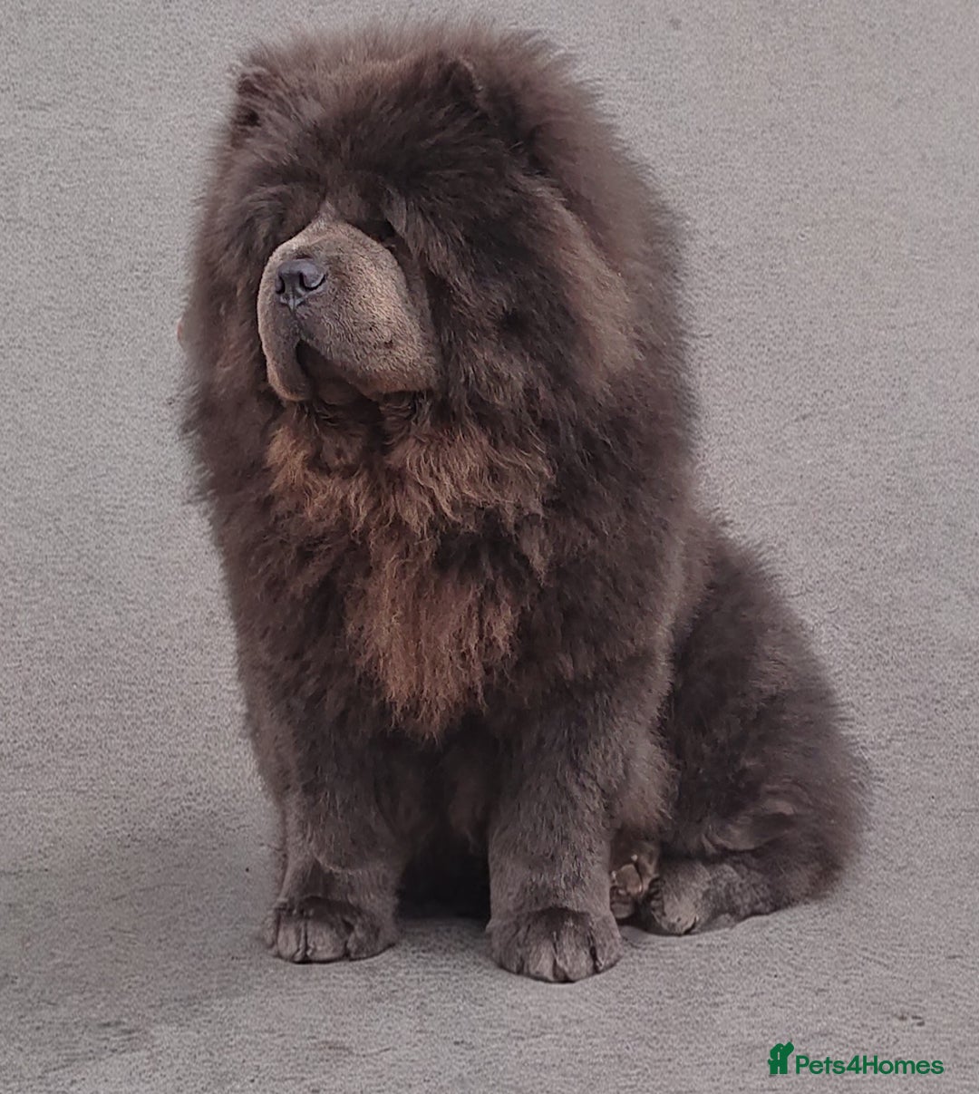 Chow Chow dogs for stud: 💙 Blue Kc teddy face chow chow Stud🔥💙🔥 - Image 1