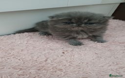 Persian cats for sale: Pure Bred Persian Babies GCCF Registered Breeder - Image 6