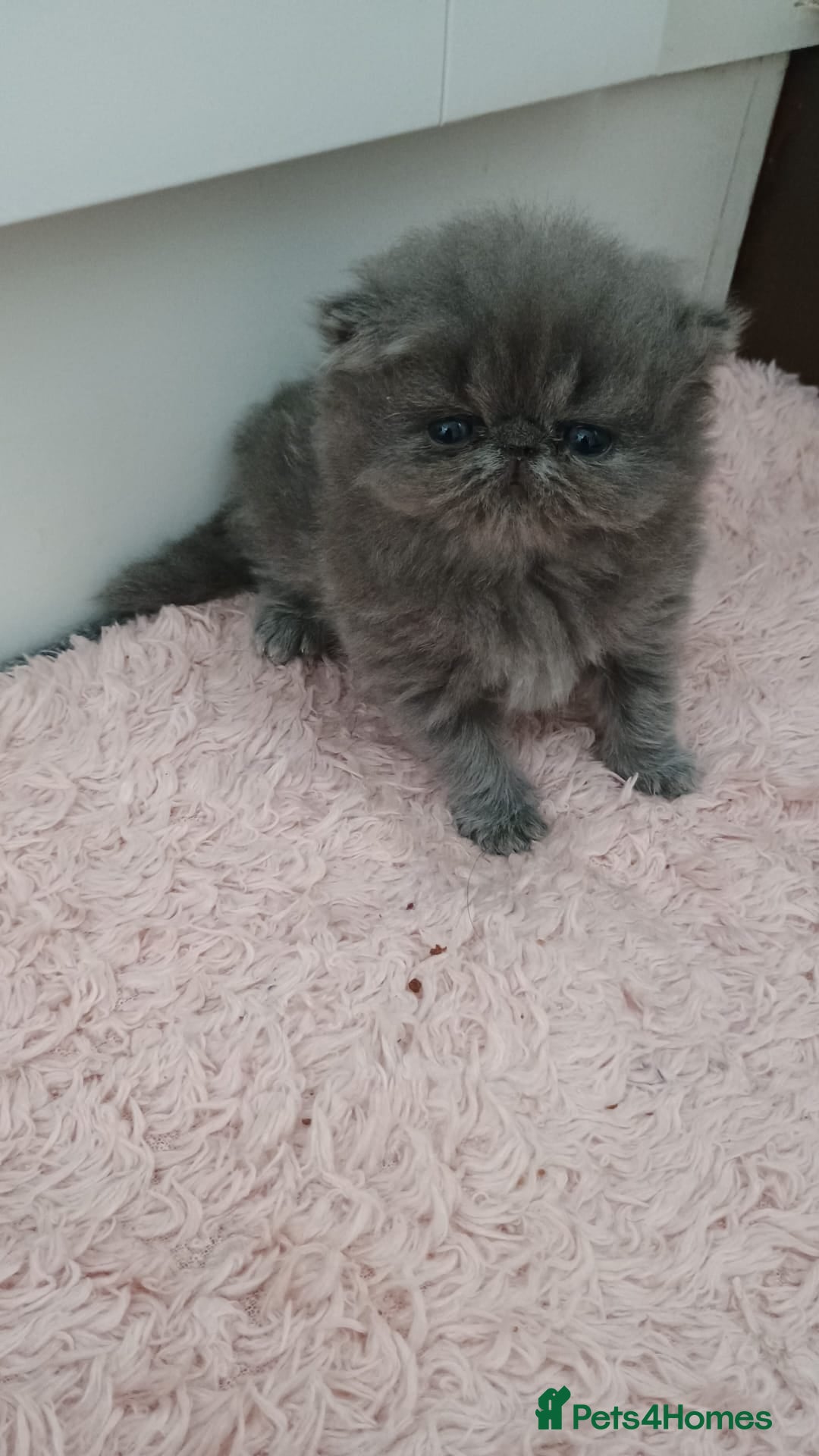 Persian cats for sale: Pure Bred Persian Babies GCCF Registered Breeder - Image 6