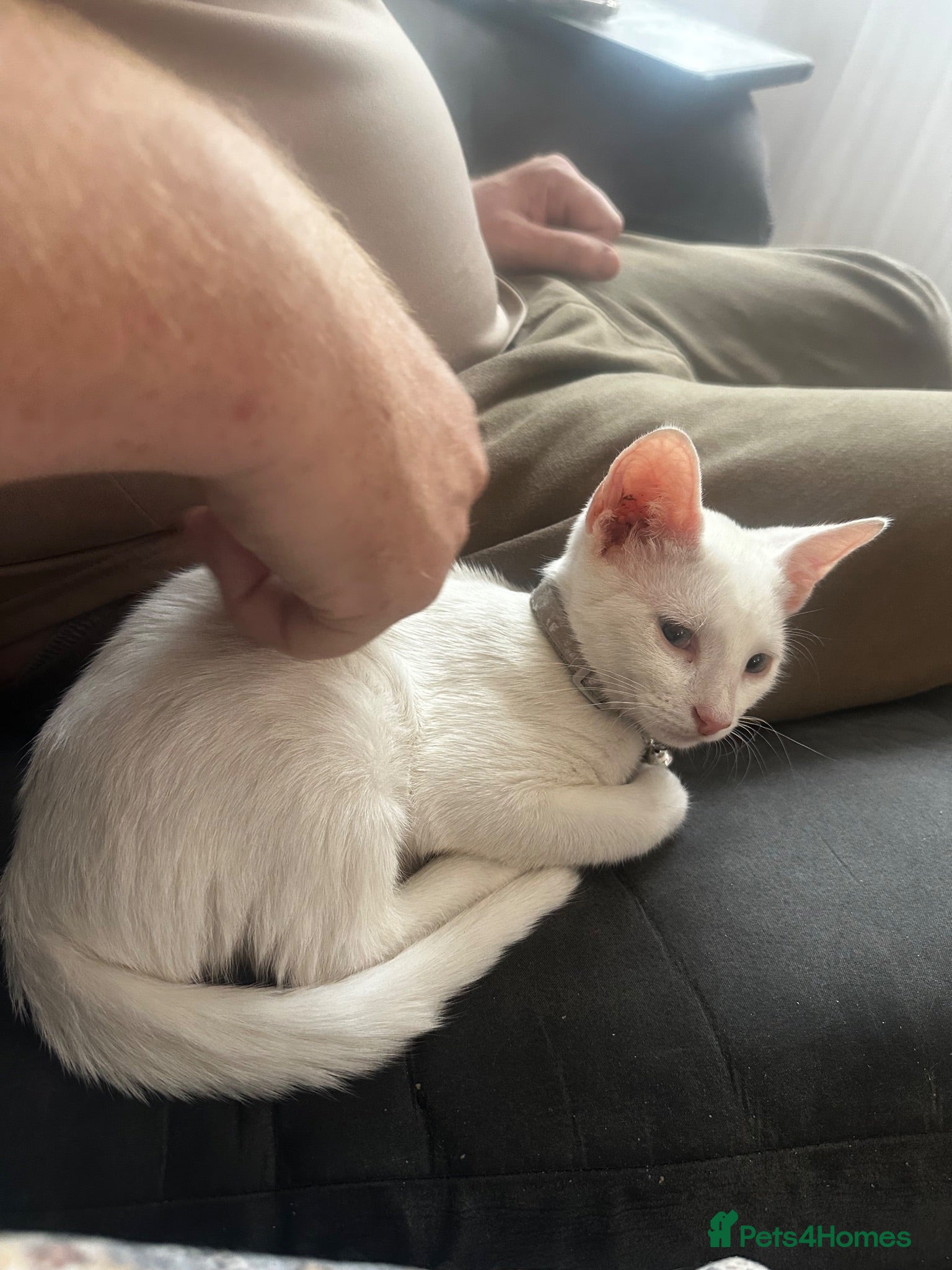 Mixed Breed cats Beautiful friendly pure white boy  - Advert 2