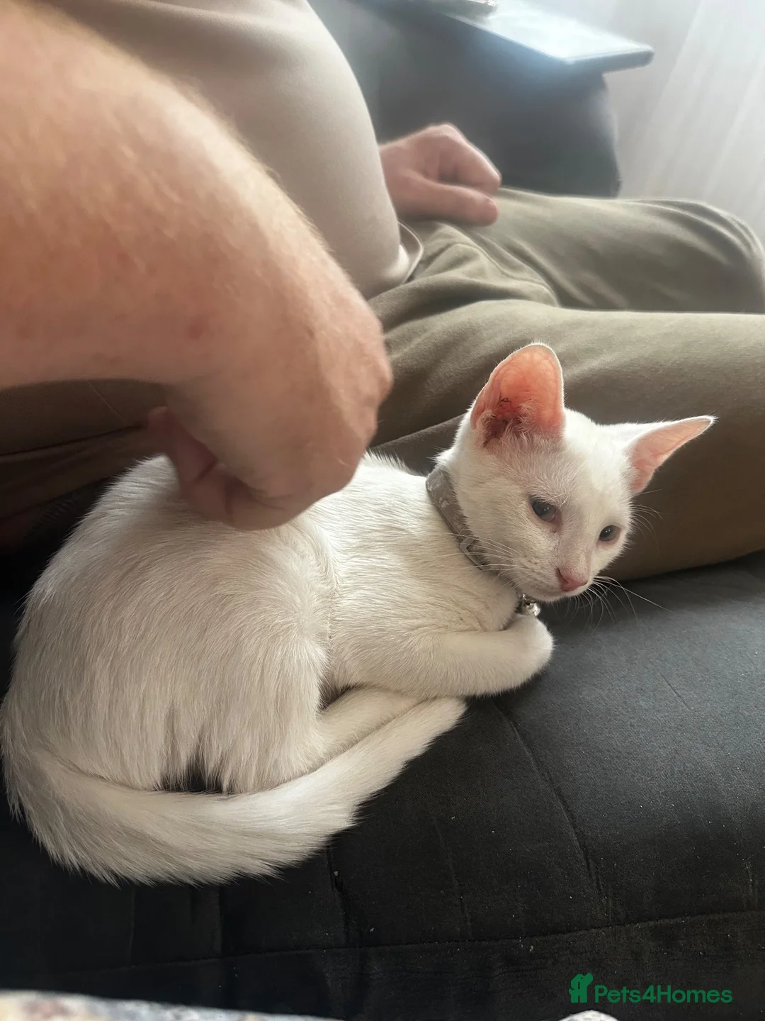 Mixed Breed cats for sale: Beautiful friendly pure white boy  in Stonehouse - Advert 1