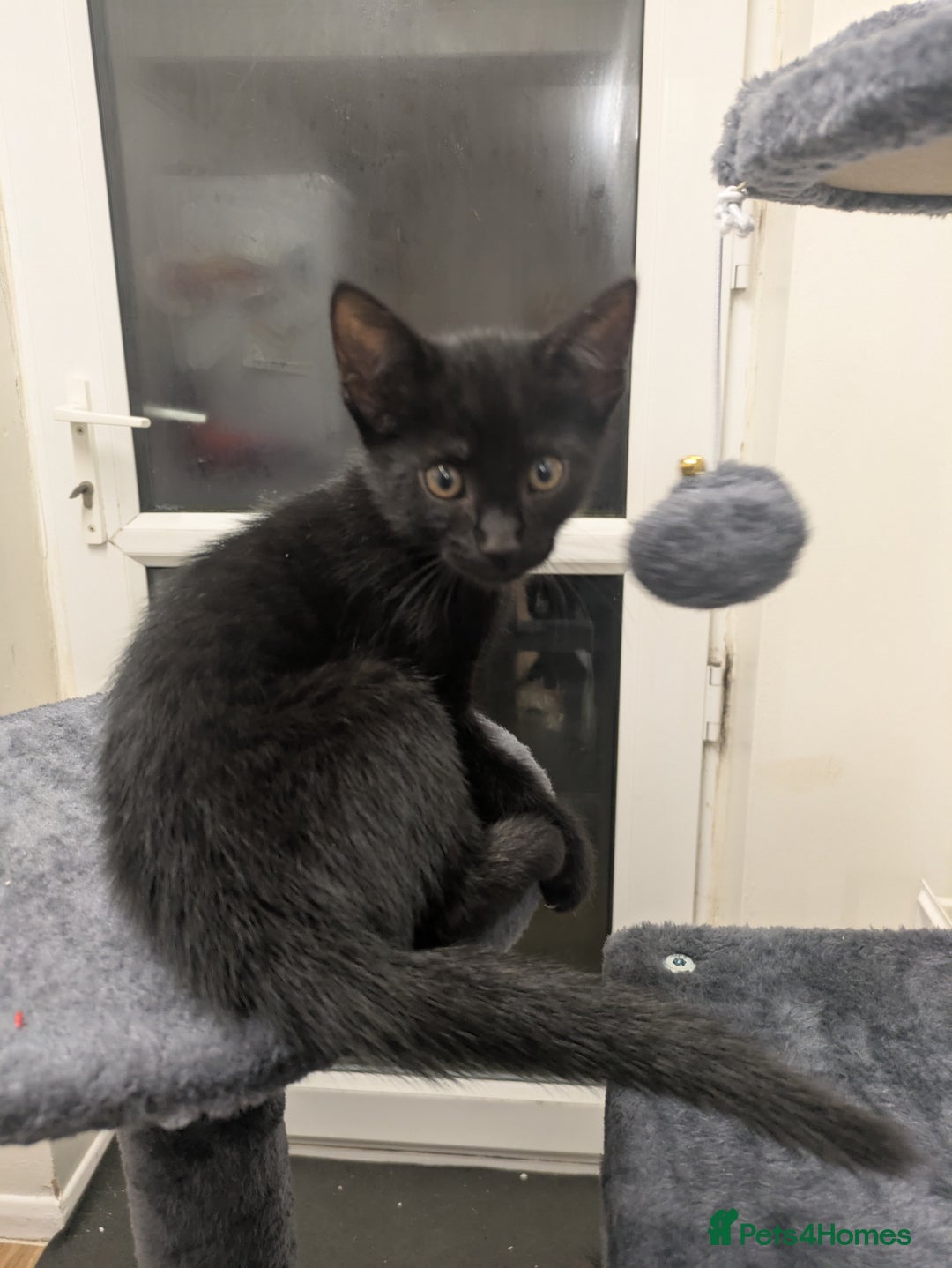 Mixed Breed cats for sale: Cute Kittens for Sale – Ready for Loving Homes 🐱 - Image 4