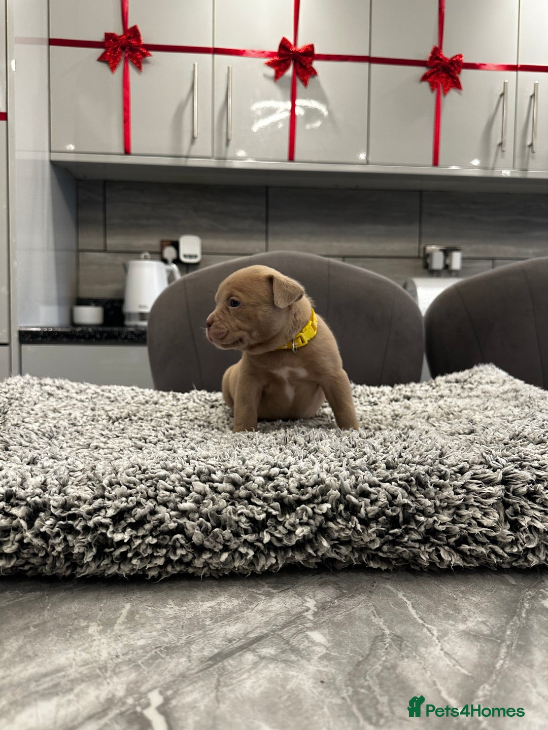 American Bully dogs for sale: ABKC POCKET/MICRO BULLY PUPPIES IMPORT BLOODLINES - Advert 10