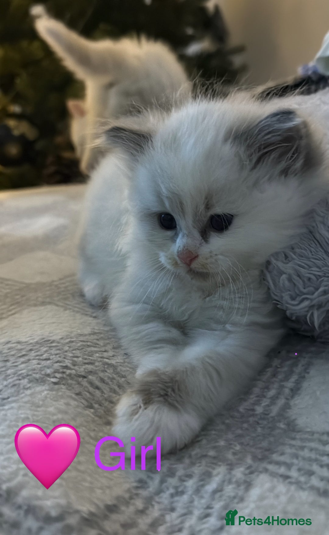 Ragdoll cats for sale: 💎🐾Beautiful Ragdoll Kittens🐾💎 - Advert 3