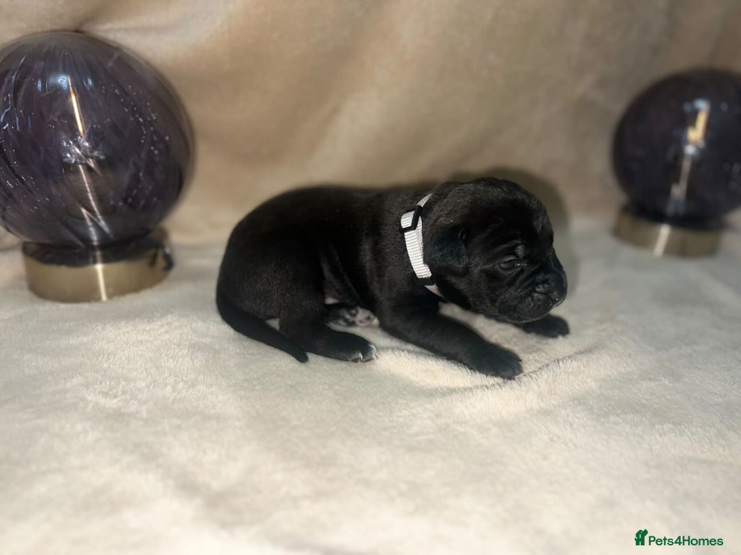 Cane Corso dogs for sale: ICF/ICCF Champion 6th GENERATION Cane Corso pups - Advert 19