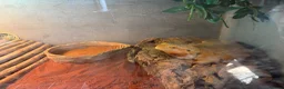 Bearded Dragon reptiles for sale: Bearded dragons  - Advert 1