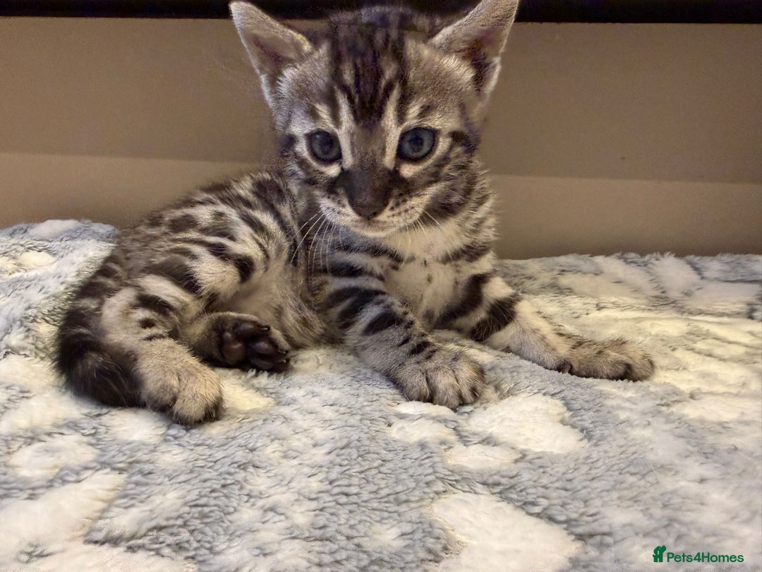 Bengal cats for sale: Bengal Kittens For Sale (4 Left) - Image 11