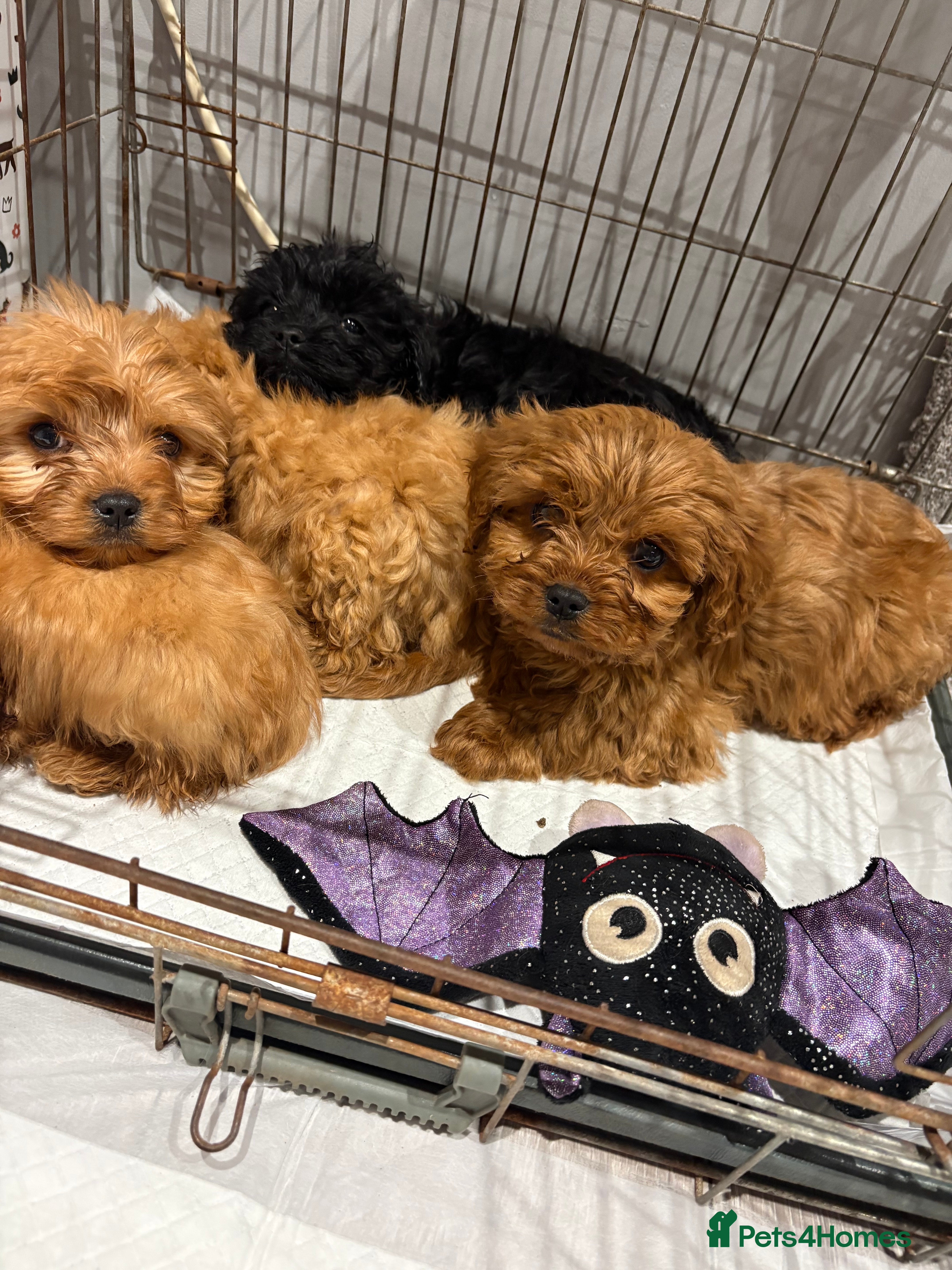 Cavapoo dogs Cavapoo puppy’s  - Advert 8