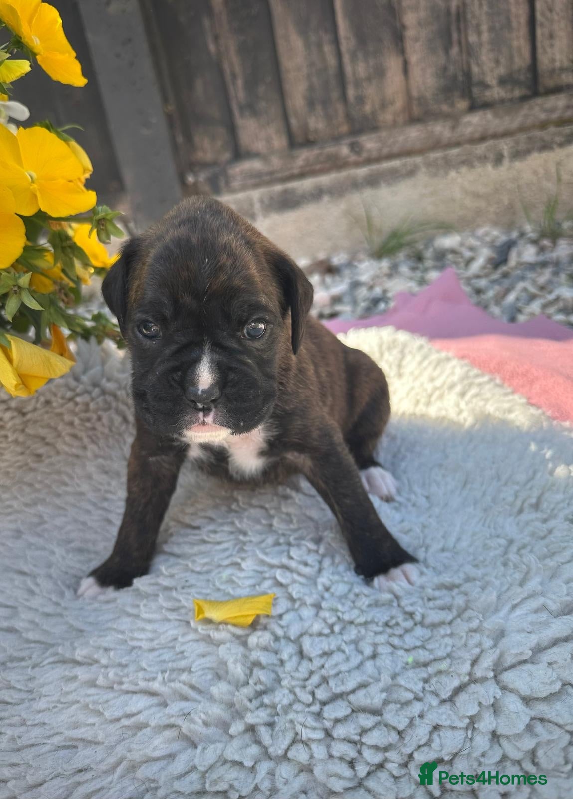 Boxer dogs KC Registered Boxer Puppies - health tested - Advert 2