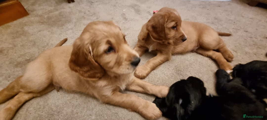 Mixed Breed dogs for sale: Ready for our forever homes - Advert 1