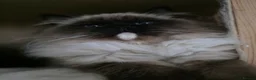 Ragdoll cats for sale: 💓Girl & boy 🩵🏆European Champion lines 💫Tica - Advert 17