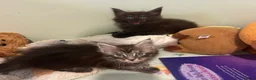 Maine Coon cats for sale: Beautiful 3 mainecoon kittens ready 3rd July  - Advert 7