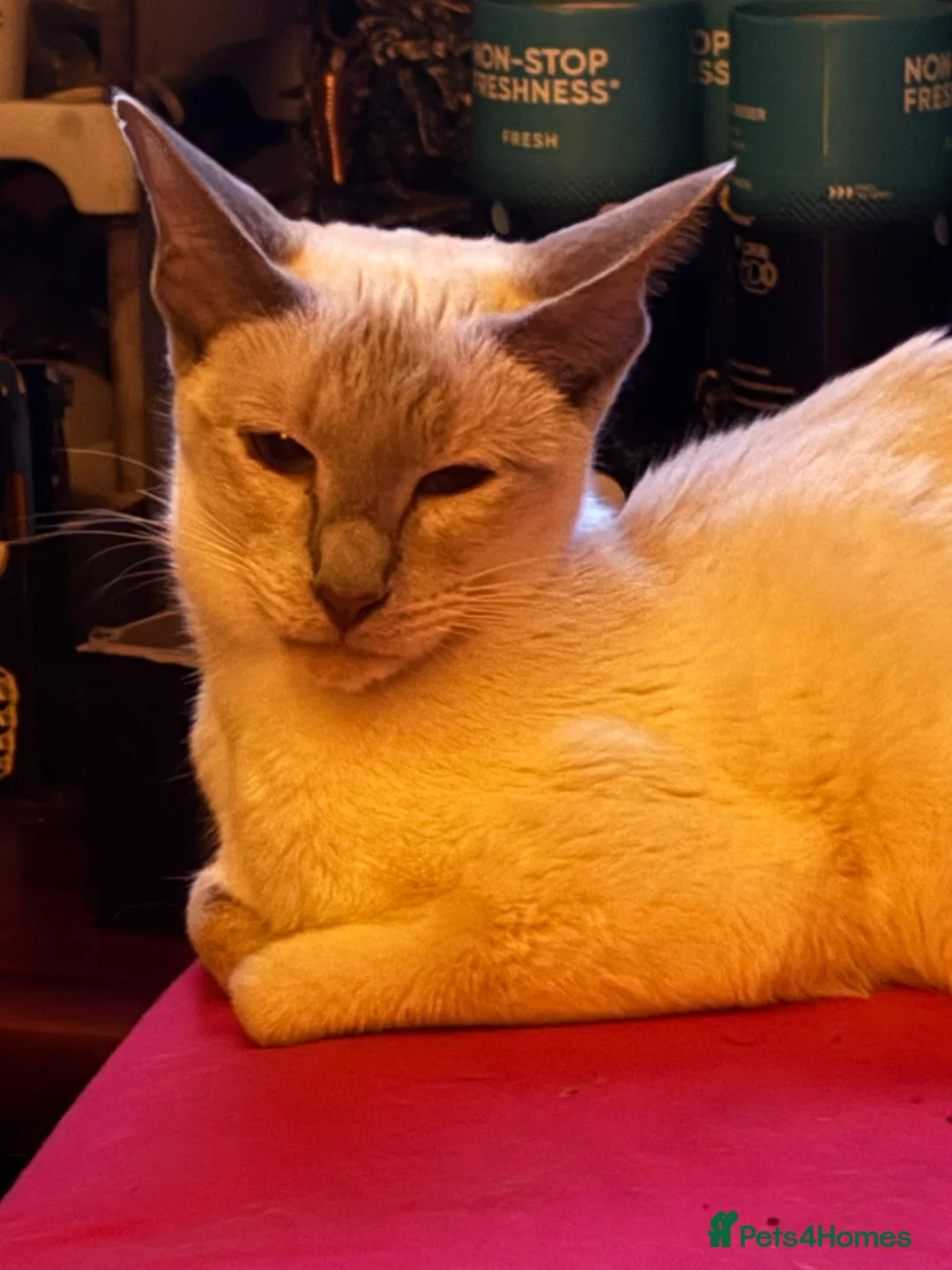 Oriental cats for sale: Chocolate orientals for sale - Advert 2