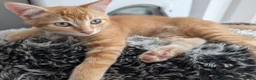 British Shorthair cats for sale: 1 male ginger and 1 female black kitten - Advert 2