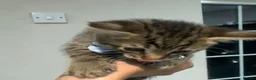 Mixed Breed cats for sale: 5 beautiful tabby kittens  - Advert 14