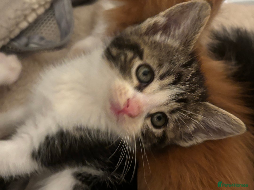 Domestic Shorthair cats for sale: Beautiful friendly Kittens  - Image 13