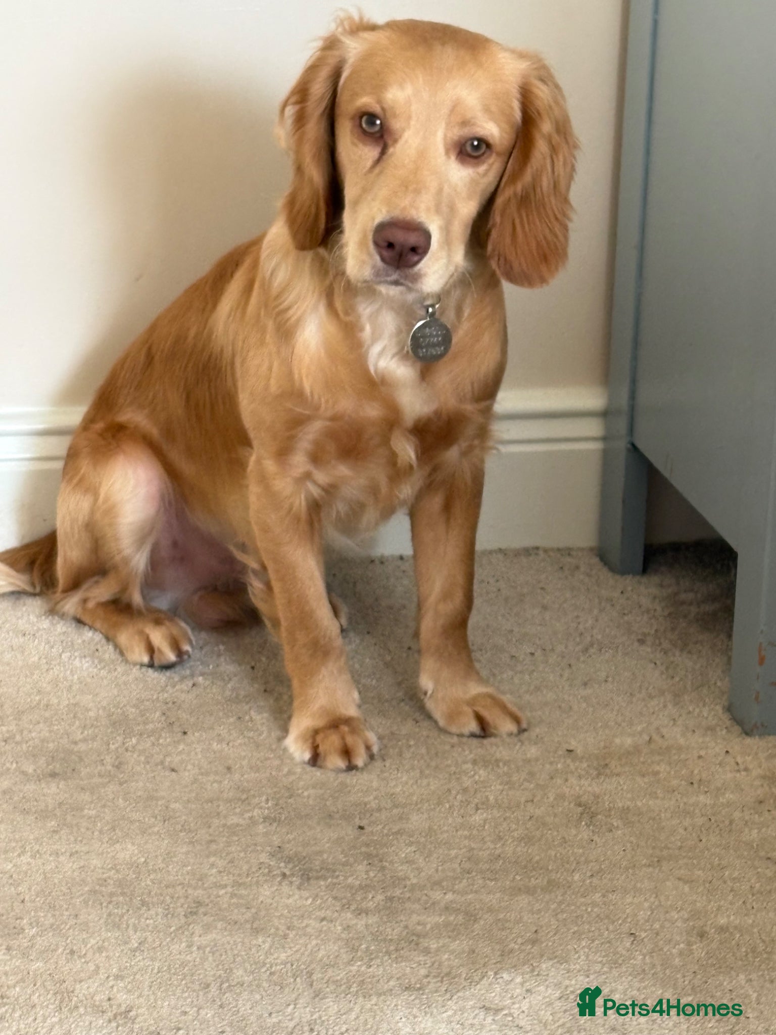 Mixed Breed dogs Cocker Spaniel cross - Advert 12