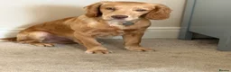 Mixed Breed dogs for sale: Cocker Spaniel cross in Consett - Advert 1