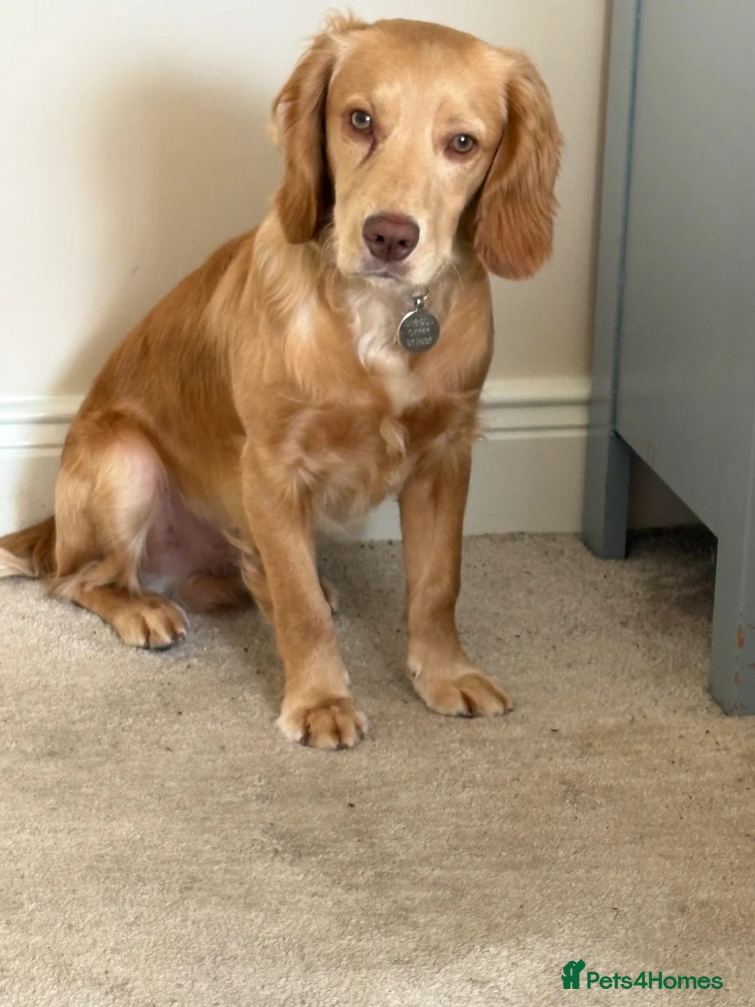 Mixed Breed dogs for sale: Cocker Spaniel cross in Consett - Advert 1