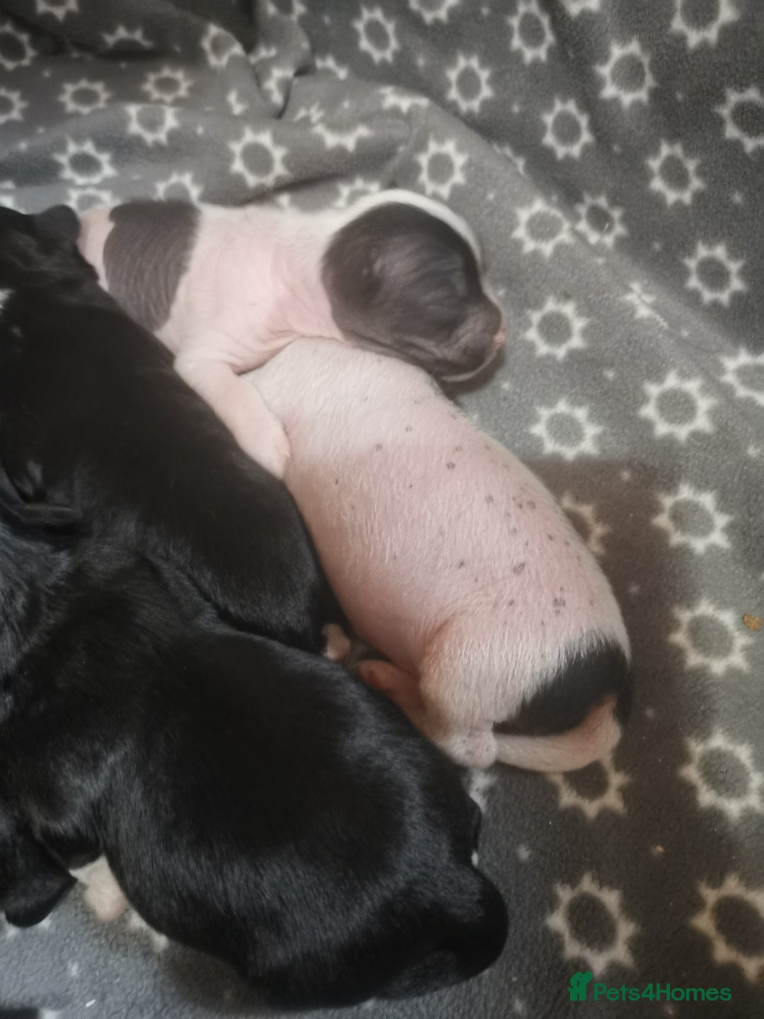 Chinese Crested dogs for sale: Chinese crested puppies for sale  - Advert 5