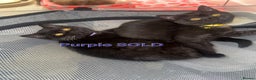 British Shorthair cats for sale: British shorthair STUNNING black kitten - Advert 1