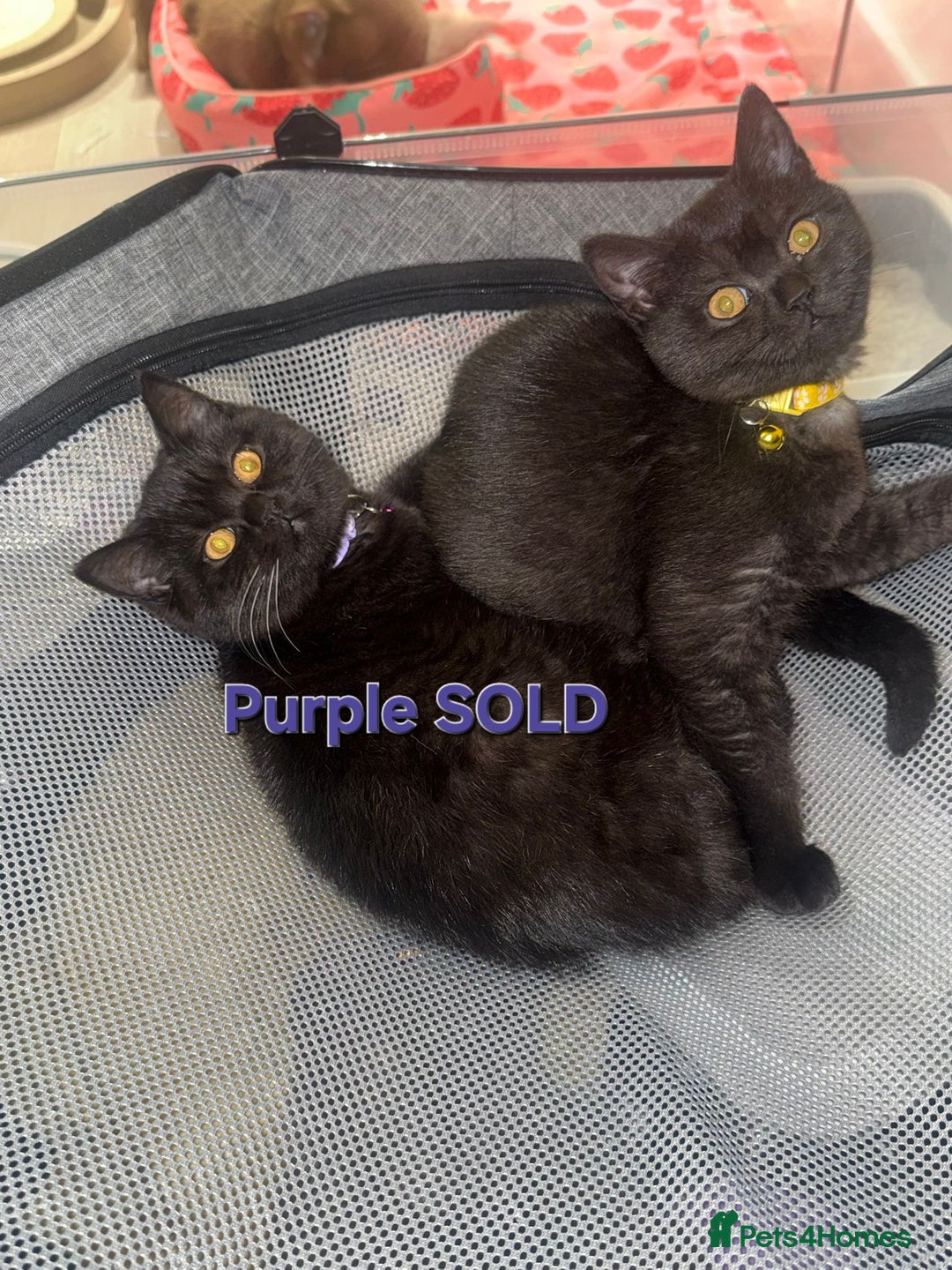 British Shorthair cats for sale: British shorthair STUNNING black kitten - Advert 1