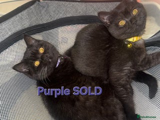 British Shorthair cats British shorthair black kitten £400 - Advert 4