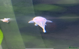 Catfish fish for sale: Snow White shortfin plecos 2.5cm+ - Image 5