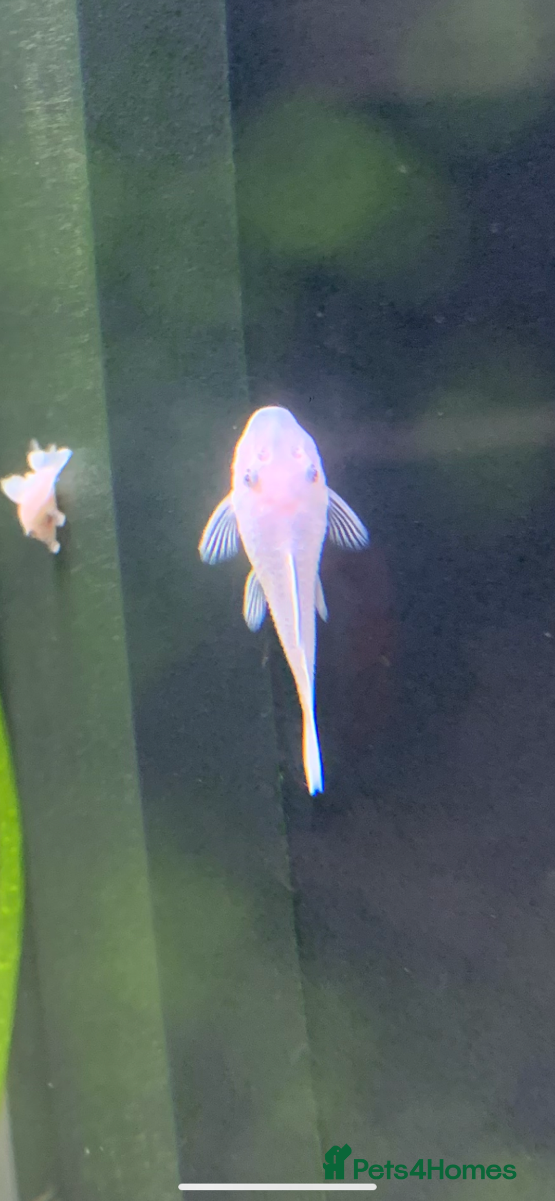 Catfish fish for sale: Snow White shortfin plecos 2.5cm+ - Image 5