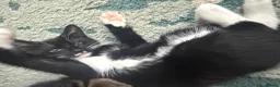 Mixed Breed cats for sale: 4 boy kittens  - Advert 7