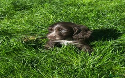 Cocker Spaniel dogs for sale: Show cocker spaniels  - Image 25