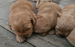 Golden Retriever dogs for sale: KC registered pedigree Golden Retriever pups - Image 25