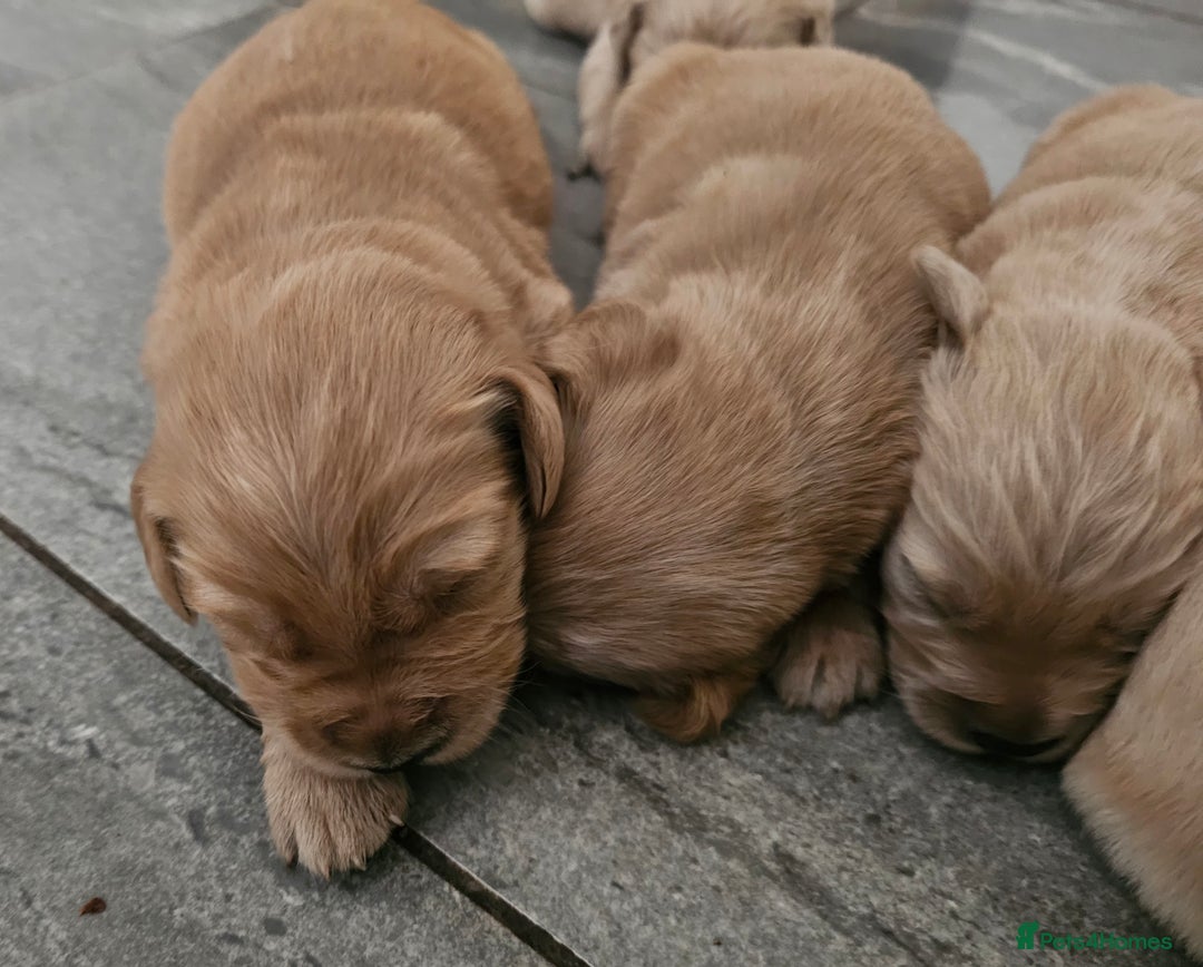 Golden Retriever dogs for sale: KC registered pedigree Golden Retriever pups - Image 25