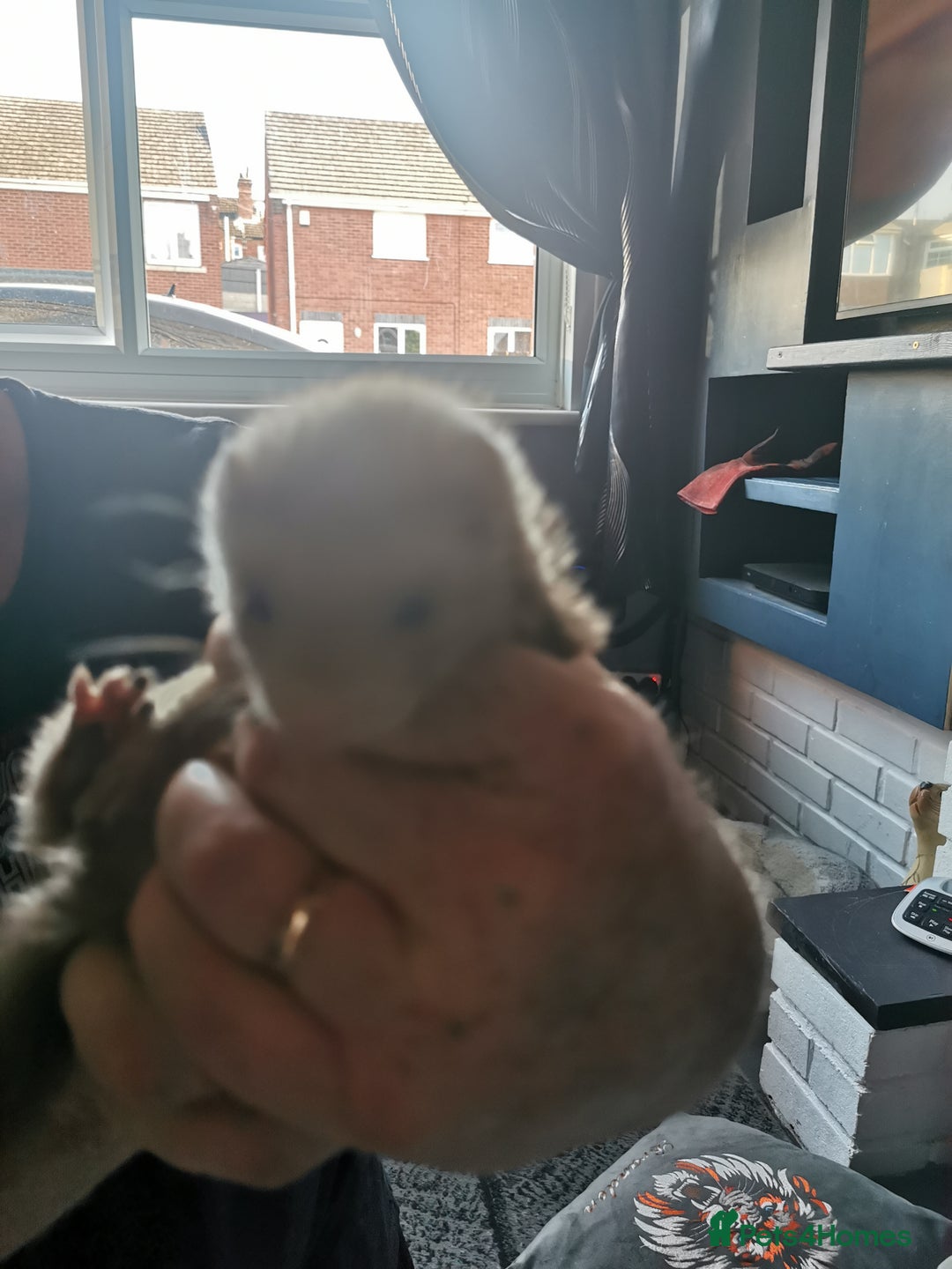 Ferret rodents for sale: Jill's  - Image 6