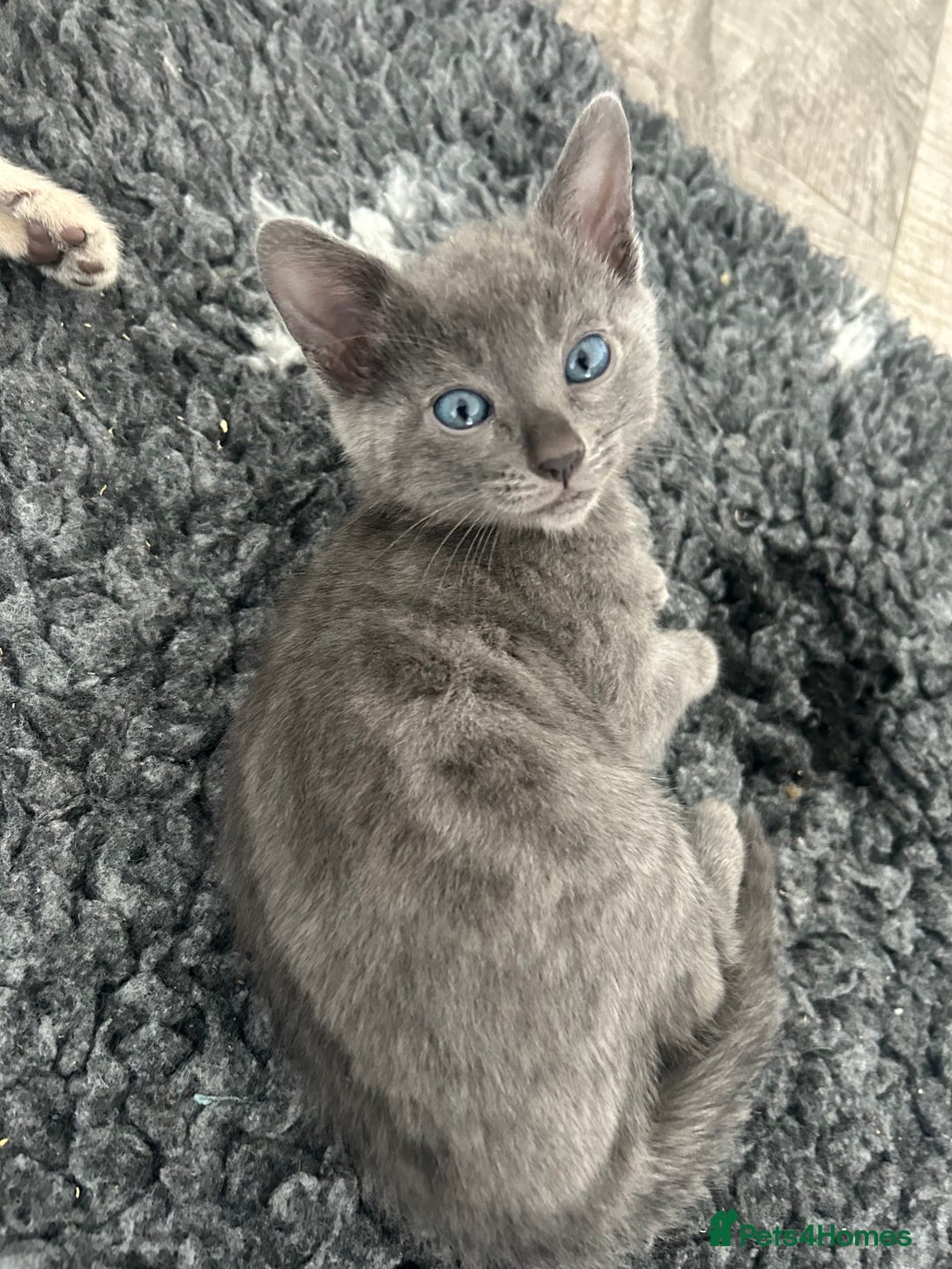 Bengal cats for sale: Stunning Bengal Kittens - TICA Registered - Image 28