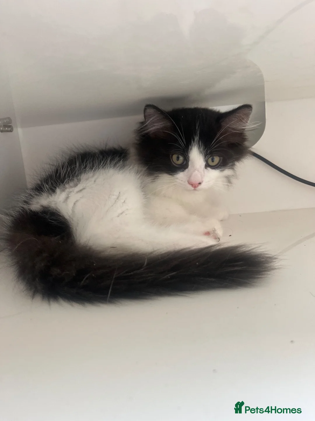 Ragdoll cats for sale: 4x Half ragdoll half mixed kittens  - Advert 5