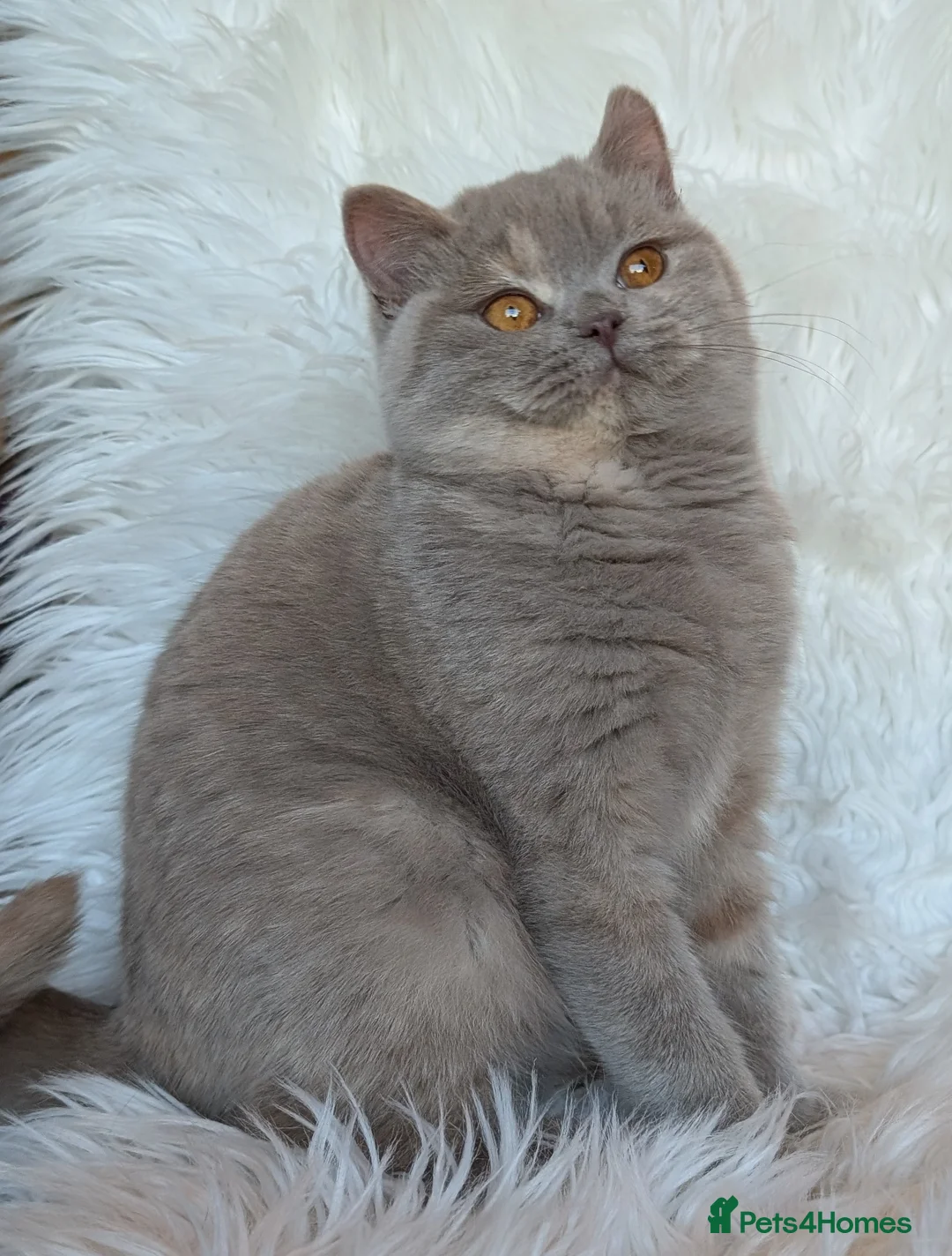 British Shorthair cats for sale: Gorgeous lilac tortie girl please read advent  - Advert 4