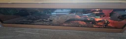 Corn Snake reptiles for sale: Corn snake & complete viv in Solihull - Advert 3